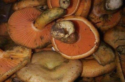 松树菌不能和什么同吃 哪些人不能吃松树菌