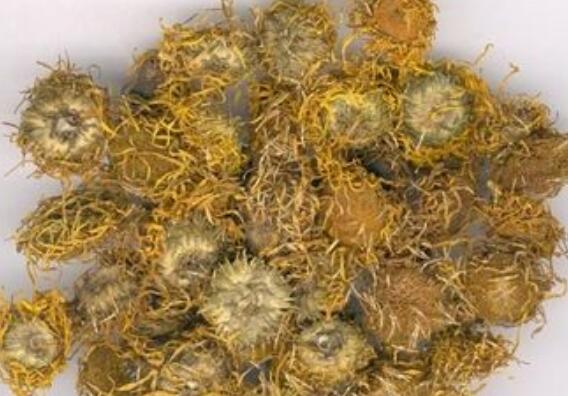蜜旋覆花有什么功效和作用