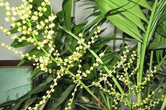 袖珍椰子开花后怎么样处理
