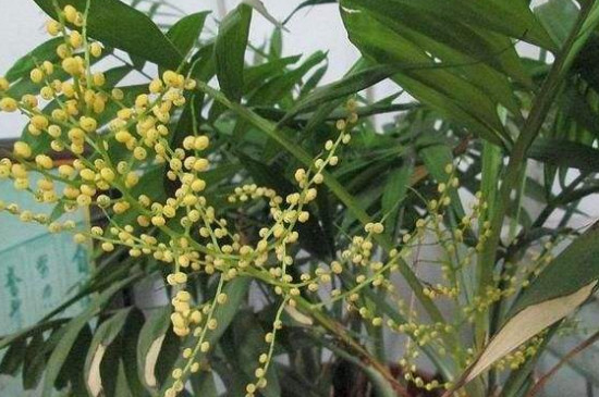 袖珍椰子开花后怎么样处理