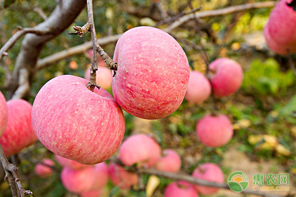 水果种植小课堂：苹果园怎么样维持高产？