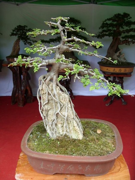 什么树桩做盆景最好是？学会这三点！
