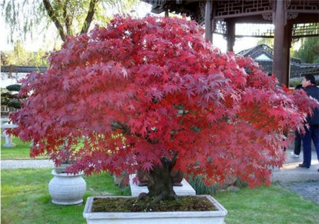 红枫盆景怎么摘叶，这样子做观赏性超高！
