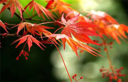 红枫盆景怎么摘叶，这样子做观赏性超高！
