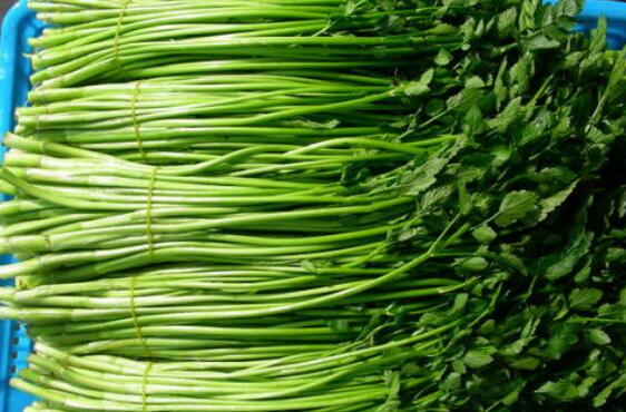 毒芹菜和野芹菜有什么区别 野芹菜有什么功效和作用