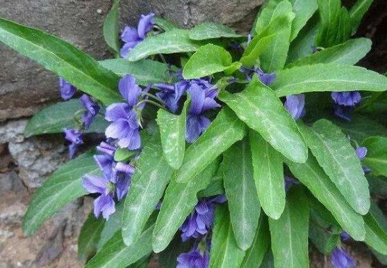 紫花苦菜有什么功效和作用紫花苦菜怎么服用