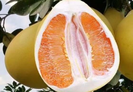 大柚子有什么功效和作用以及禁忌