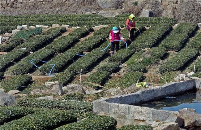 茶树采摘后怎么管理