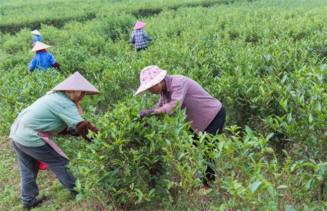 茶树采摘后怎么管理