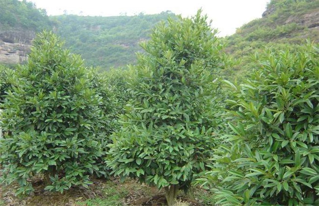 苦丁茶的种植技术