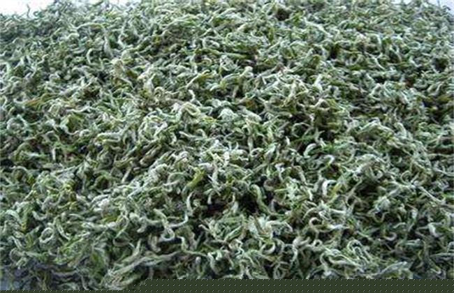 黄金茶的种植前景