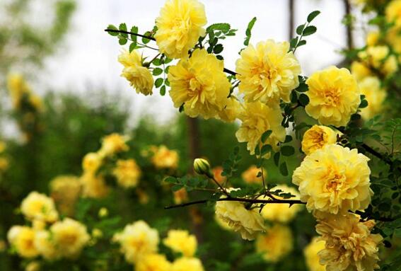 黄刺玫有什么功效和作用 黄刺玫的种植方法