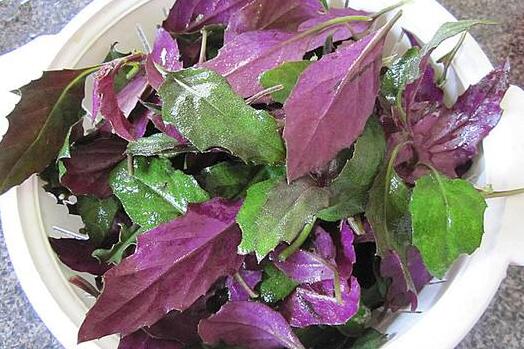 紫背菜有什么功效和作用 紫背菜什么人不能吃