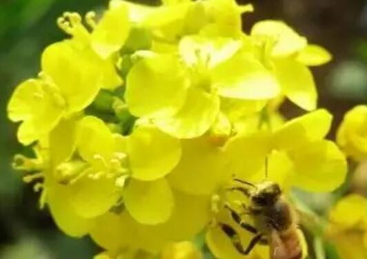 芥花和油菜花有什么区别 油菜花有什么功效和作用