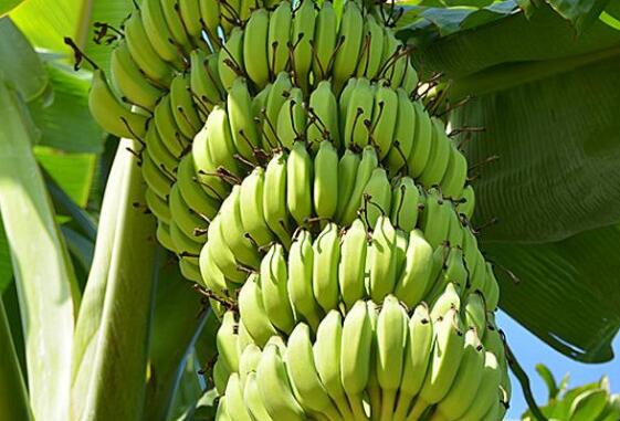 青香蕉催熟最快方法 青香蕉如何快速催熟