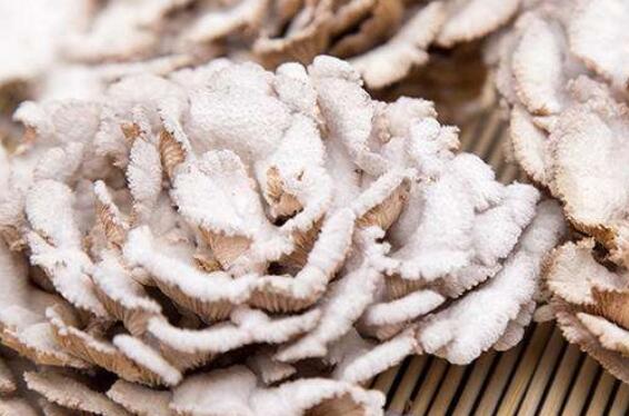 云南白参有什么功效和作用以及食用方法 云南白参的功效与作用 介绍