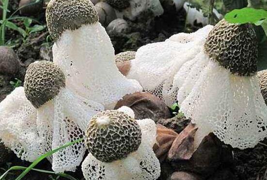 竹笋菌有什么功效和作用 吃竹笋菌的好处