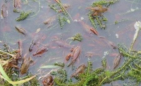 池塘里面的水草都被夹完了，龙虾为什么突然都爬到水边上来了？