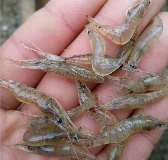 农村河水草里的小虾一厘米左右，请问叫什么虾，能长多大？