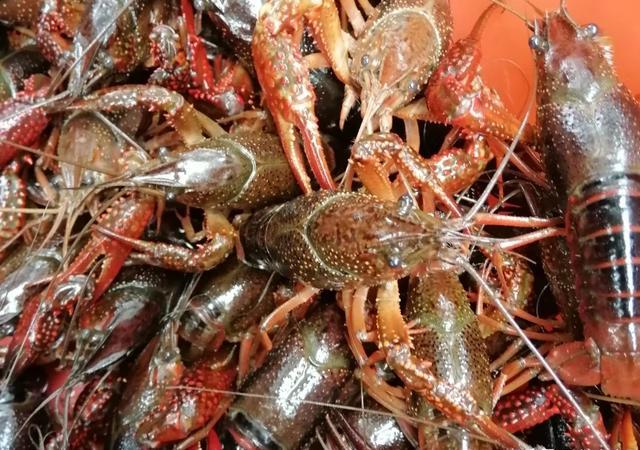 小龙虾产业入阵痛期，中国两大“龙虾之都”怎么办？