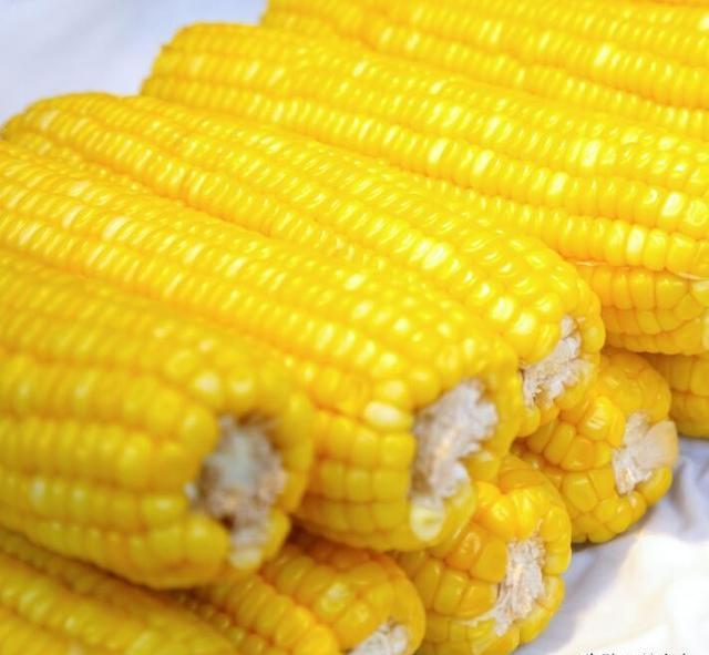 一百斤龙虾喂多少玉米合适？