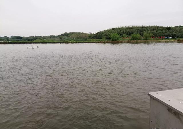 流动清水是否合适龙虾？