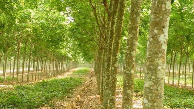 农村老人说现在农村有三种现象：地里全种树，房子空气住，汽车全是土，这是为啥？