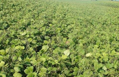 红薯已经出苗了，那么红薯地里可以套种哪些蔬菜？