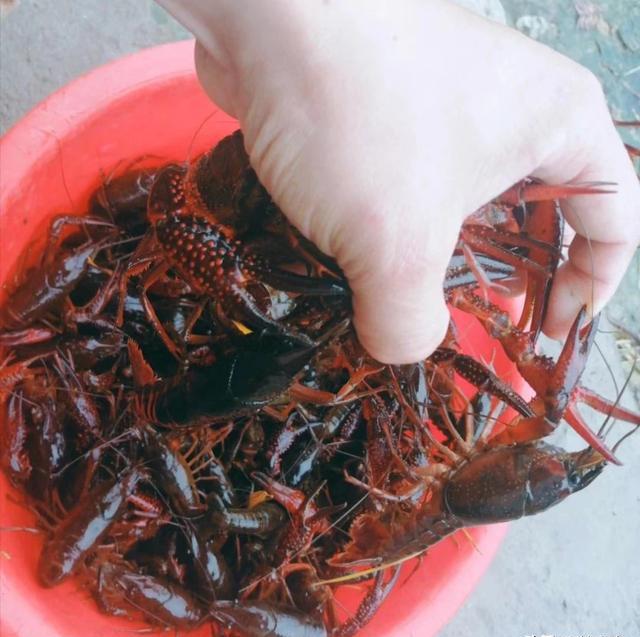 老虾塘，虾苗多，没法处理，怎么安排管理？
