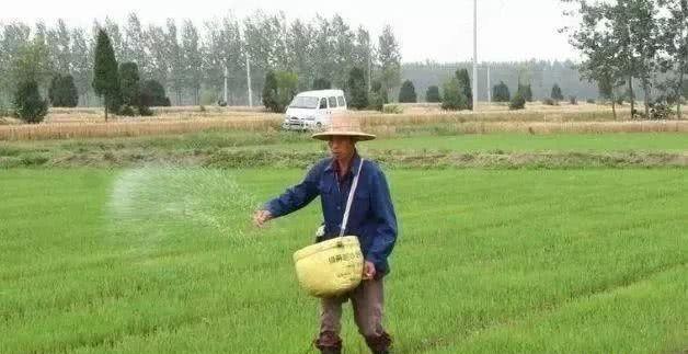 谷雨后，农村可以种植哪些农作物？