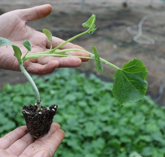 谷雨后，农村可以种植哪些农作物？