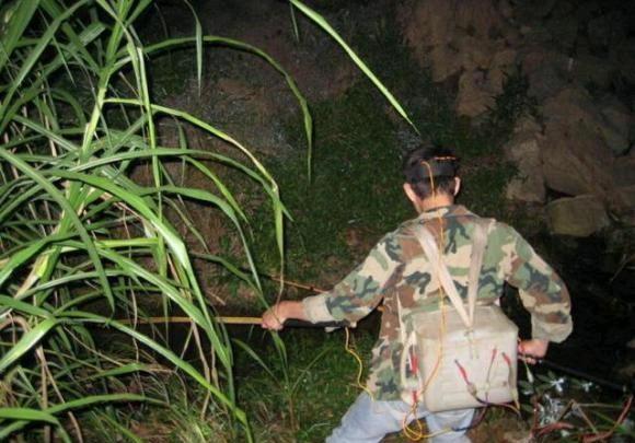 为什么以前农村随处可见的鳝鱼消失得无影无踪？它们到底都到哪里去了呢？