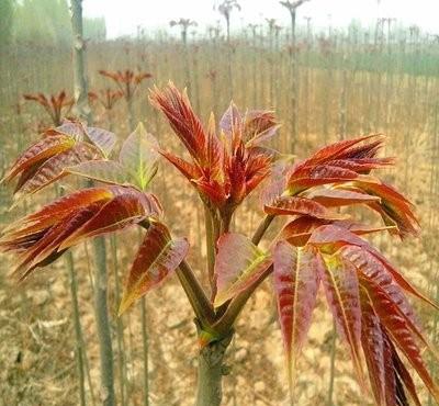 在农村，哪些蔬菜只需要一次种植，但是可以多年采收？