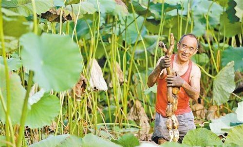 在农村，哪些蔬菜只需要一次种植，但是可以多年采收？
