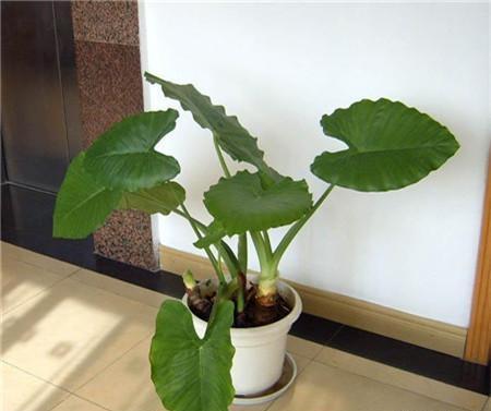 有老人的家庭，适宜种植什么样的花草，要如何选择呢？