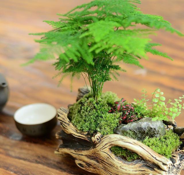有老人的家庭，适宜种植什么样的花草，要如何选择呢？