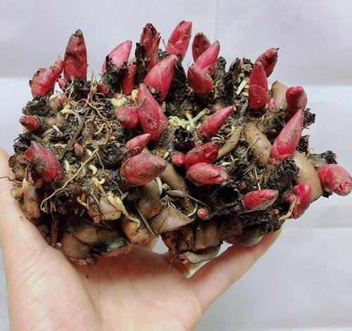 芍药，花色繁多，色彩艳丽，盆栽要如何管理呢？