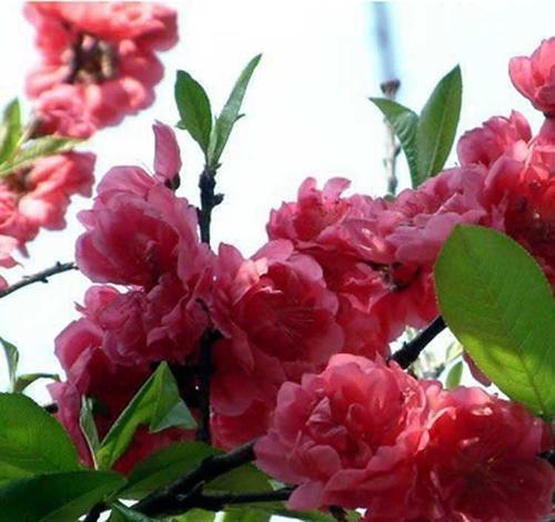 碧桃，花开灿烂娇媚、甚是可人，盆栽要如何管理呢？
