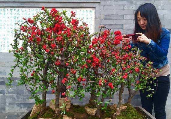 碧桃，花开灿烂娇媚、甚是可人，盆栽要如何管理呢？