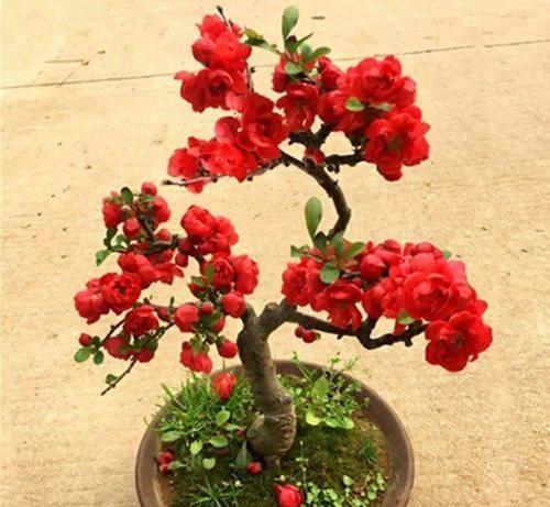 秋海棠，花型多姿、叶色妖艳柔美，盆栽要如何管理呢？