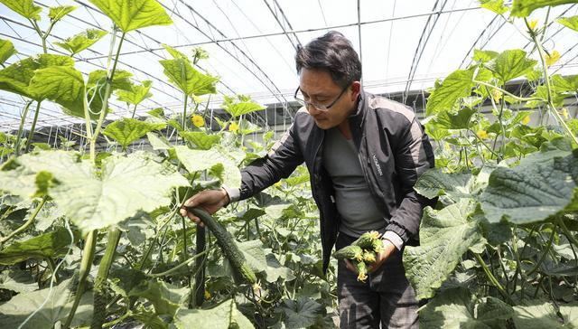 种植黄瓜，施肥是关键，要如何施肥呢？