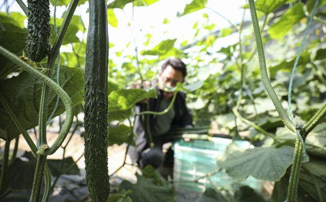 种植黄瓜，施肥是关键，要如何施肥呢？