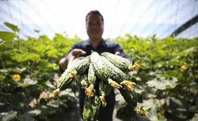 种植黄瓜，施肥是关键，要如何施肥呢？