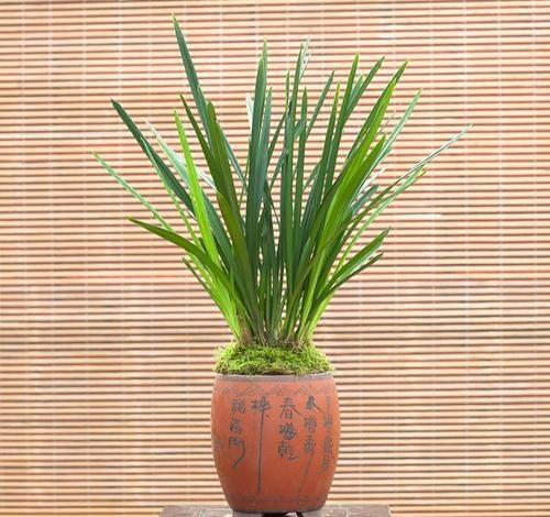 怎样养护兰花，才能使兰花开得鲜艳动人？