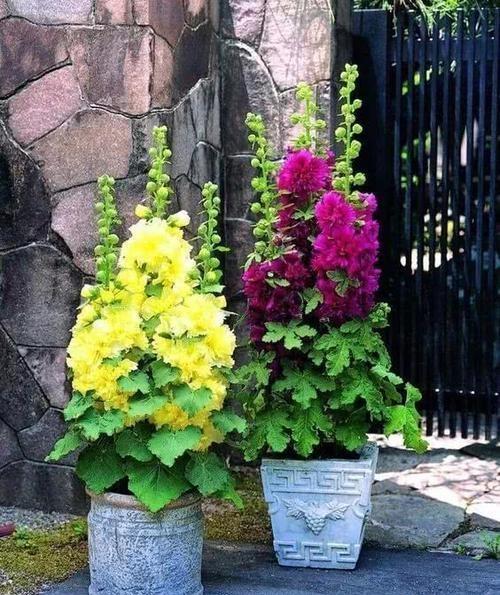 蜀葵可以盆栽种植吗，怎么养护？