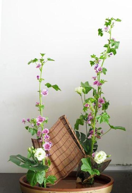 蜀葵可以盆栽种植吗，怎么养护？