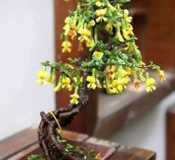 金雀花，因花的形状像金雀而得名，盆栽要如何管理呢？