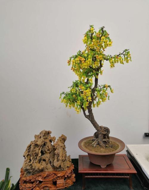 金雀花，因花的形状像金雀而得名，盆栽要如何管理呢？