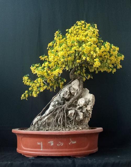 金雀花，因花的形状像金雀而得名，盆栽要如何管理呢？