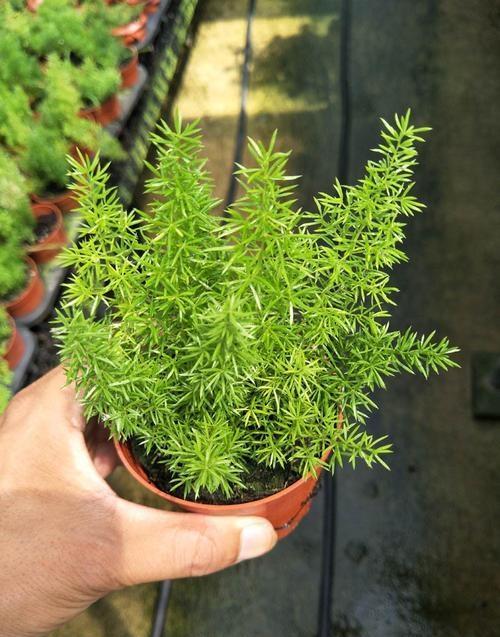 如何养护好天门冬？